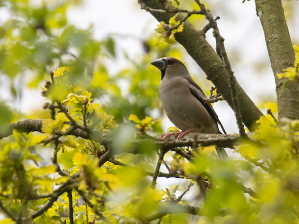 Vogel Werkgroep
