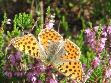 Werkgroep Dagvlinders / insecten