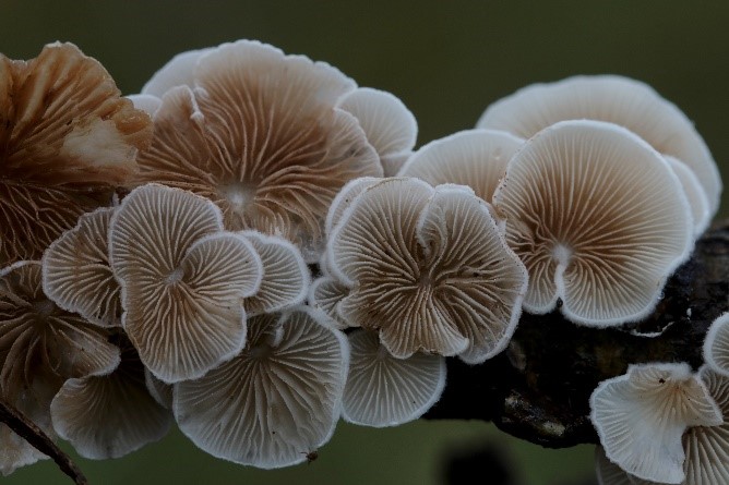 Paddenstoelen Werkgroep