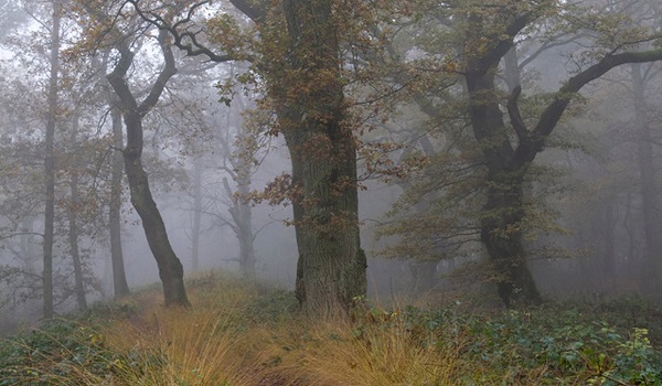 Verslag Spetterexcursie: Natuur, geologie en cultuurhistorie rondom Oosterbeek en Wolfheze