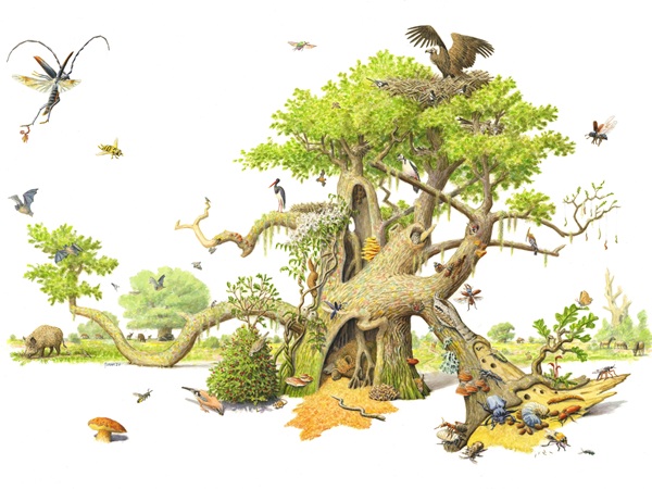 13 jan | WNA Natuurlezing: Rewilden – herstel van natuurlijke processen, ook in de stad