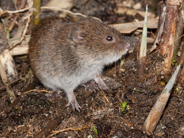 Werkgroep Kleine zoogdieren