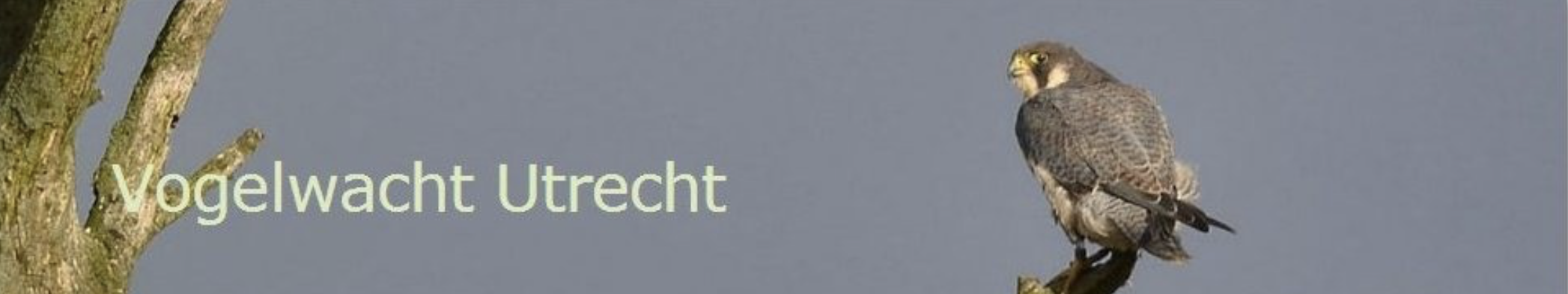 17 november | Inloopcafé Vogelwacht Utrecht afd. Amersfoort