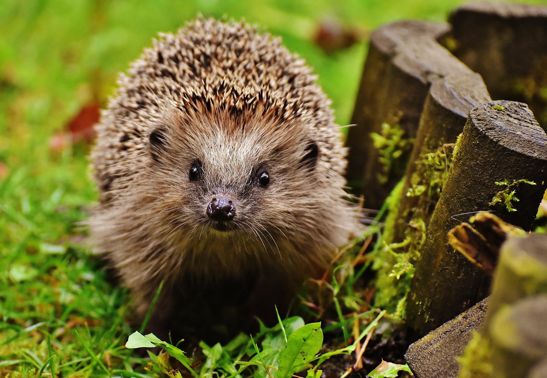 3 november | Natuurlezing over egels in de stad